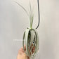 Tillandsia June T