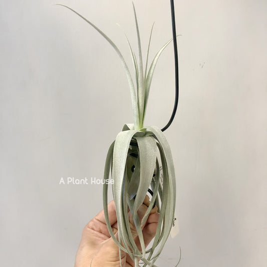 Tillandsia June T