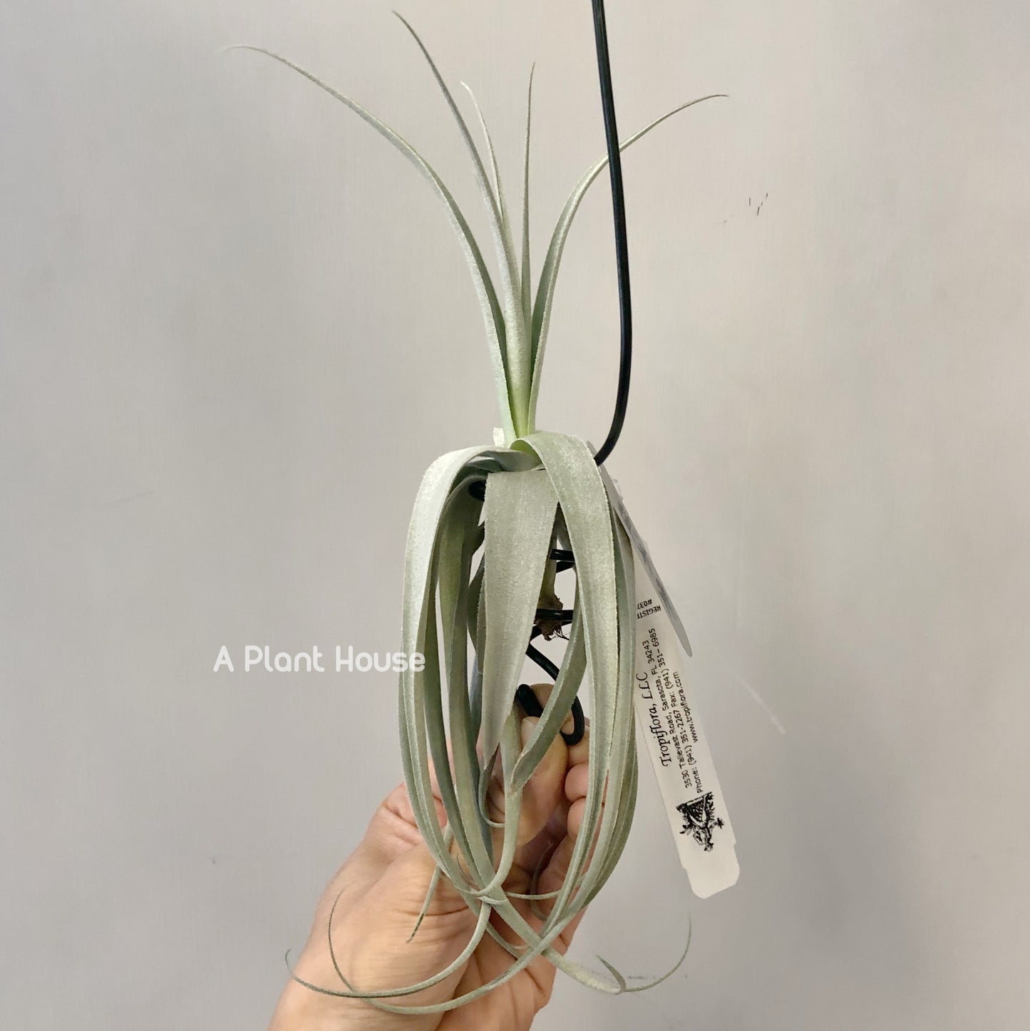 Tillandsia June T