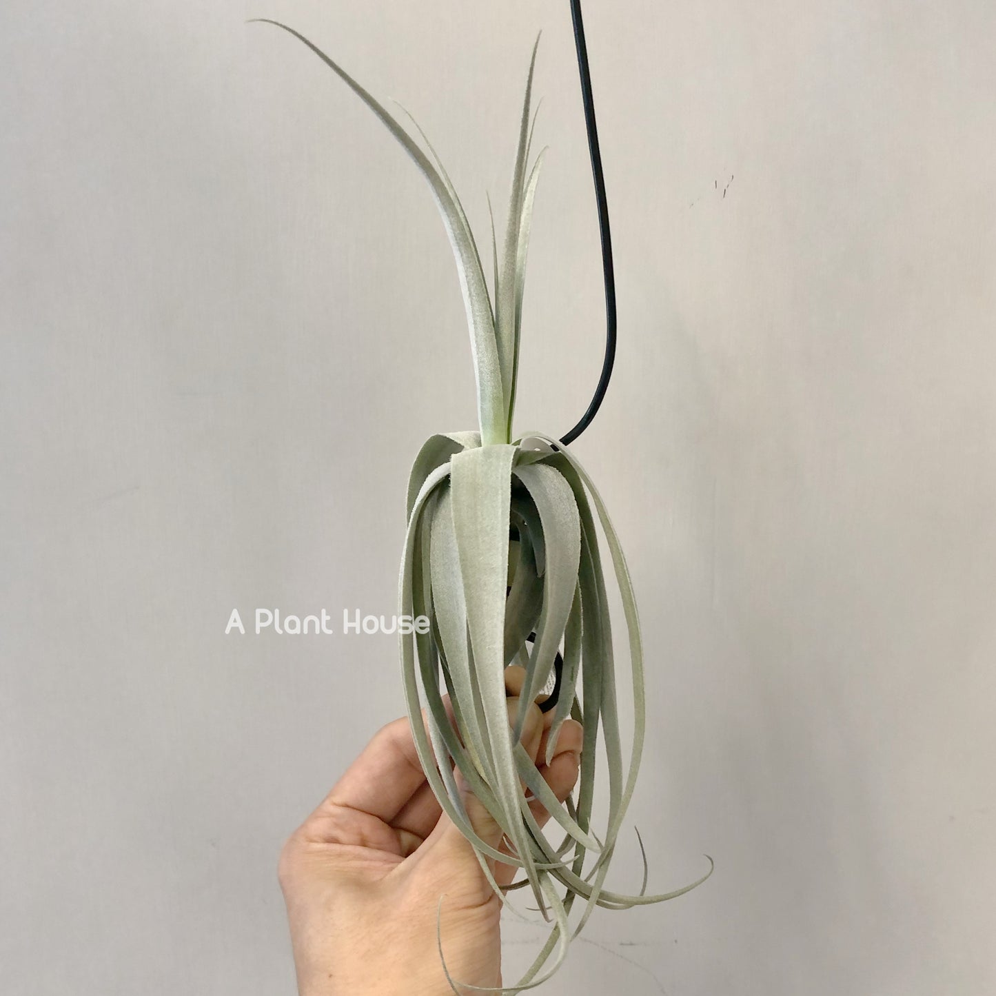 Tillandsia June T