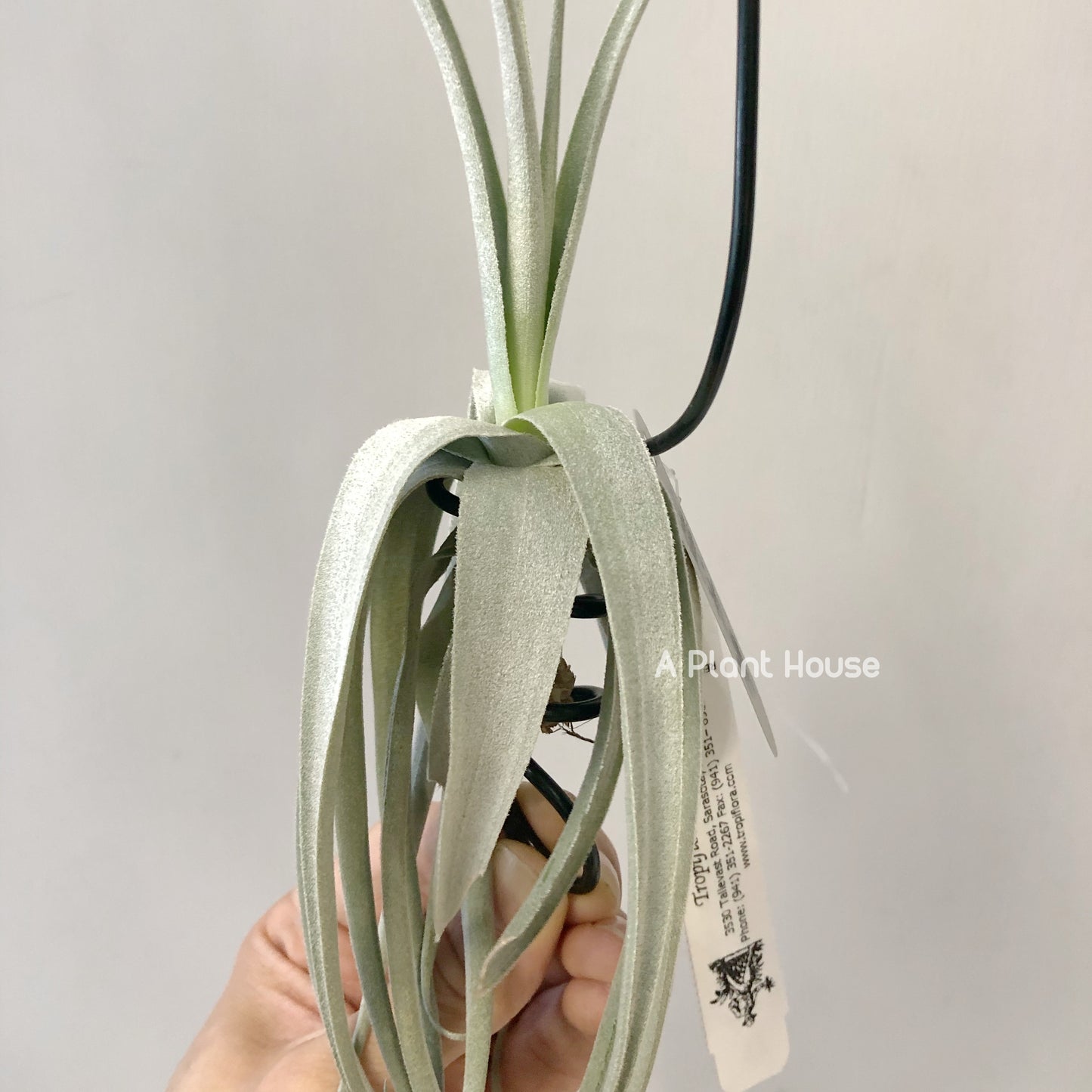 Tillandsia June T