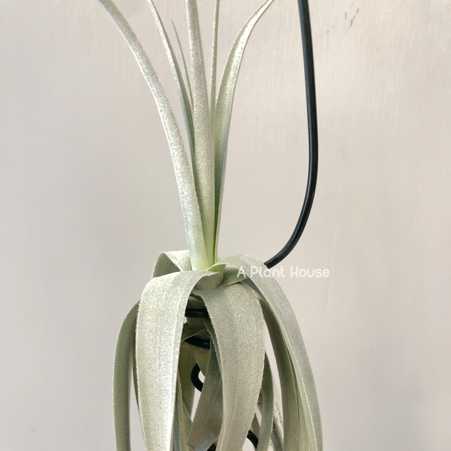 Tillandsia June T