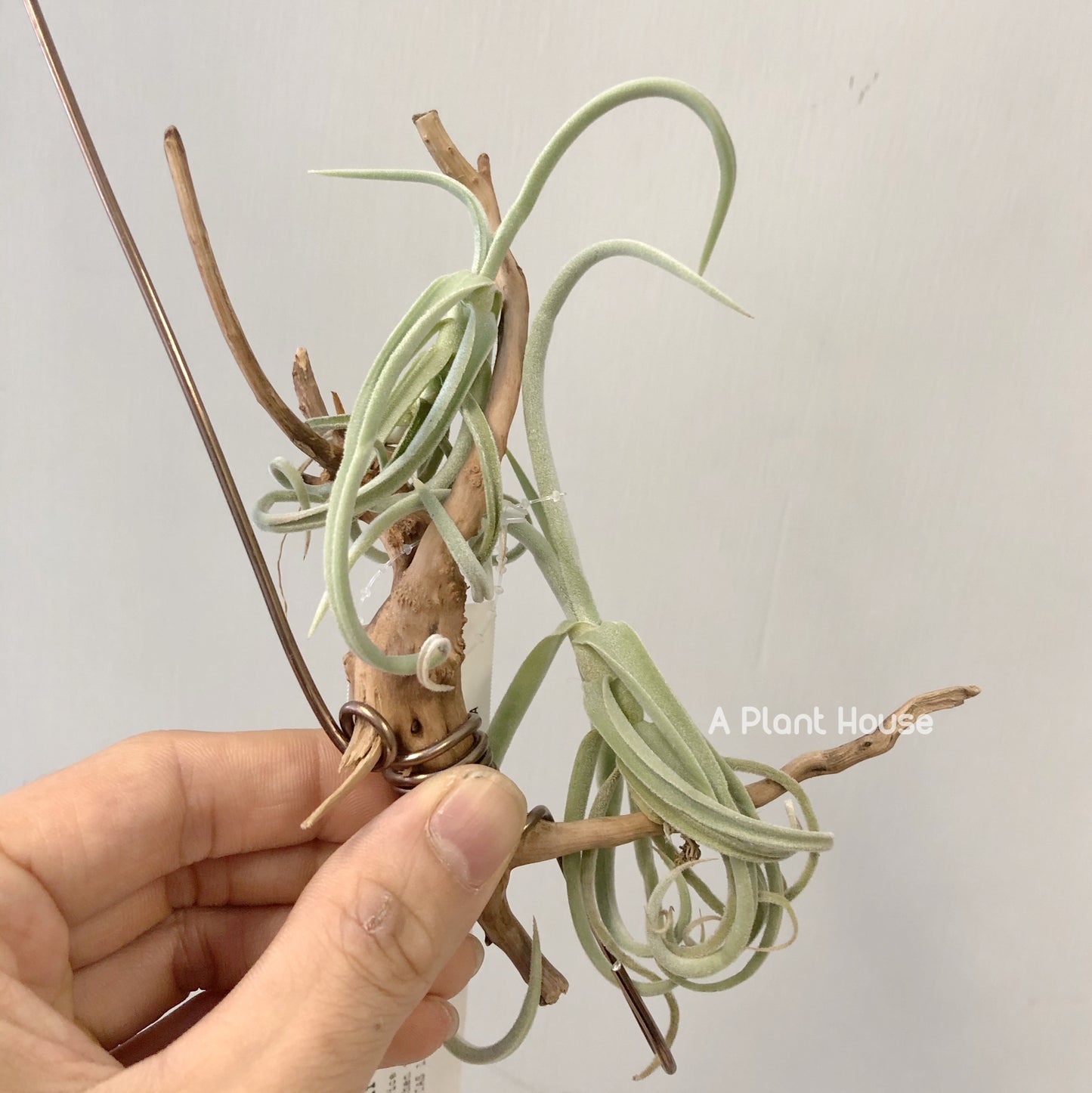 Tillandsia Duratii V. Saxatillis