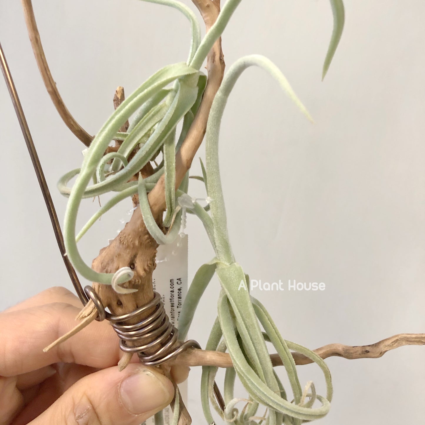 Tillandsia Duratii V. Saxatillis