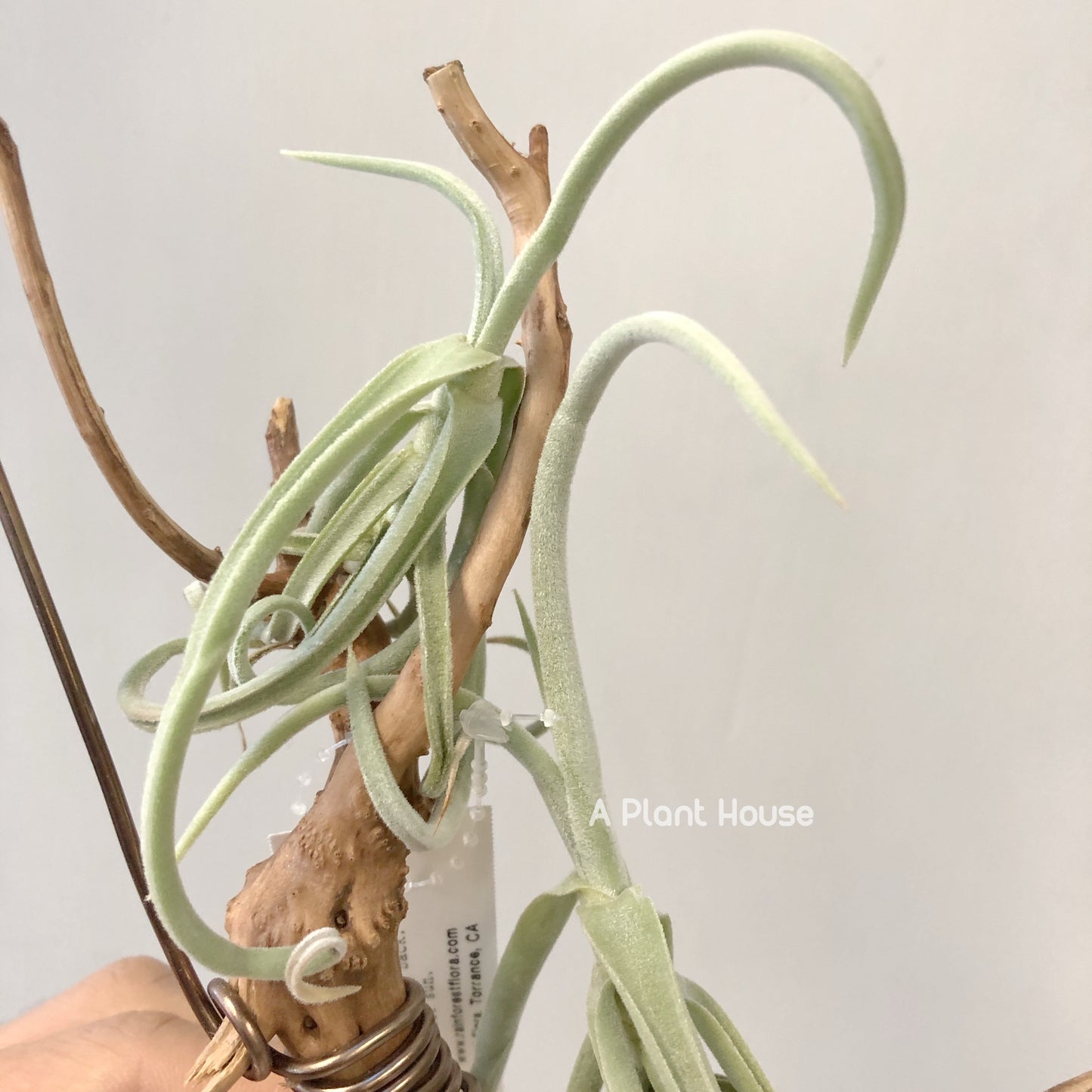 Tillandsia Duratii V. Saxatillis