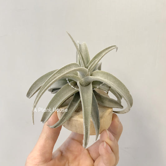 Tillandsia Latifolia Leucophylla