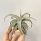 Tillandsia Latifolia Leucophylla