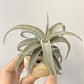 Tillandsia Latifolia Leucophylla