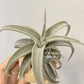 Tillandsia Latifolia Leucophylla
