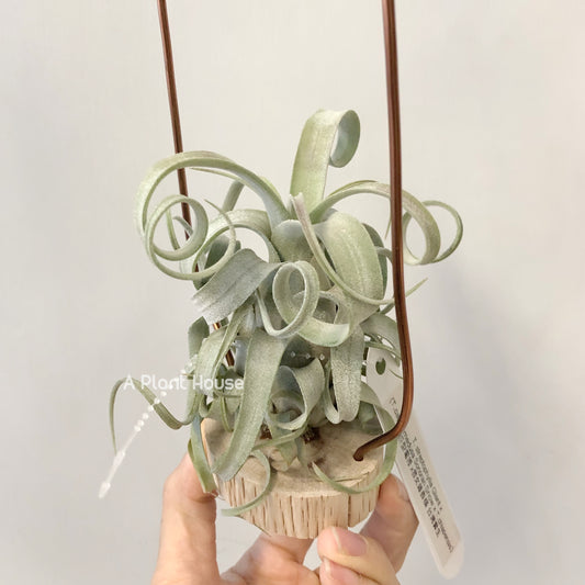 Tillandsia Streptophylla Giant x (Capit-Medusae Sonaran Snow x Chiapensis)