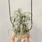 Tillandsia Streptophylla Giant x (Capit-Medusae Sonaran Snow x Chiapensis)