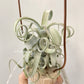 Tillandsia Streptophylla Giant x (Capit-Medusae Sonaran Snow x Chiapensis)