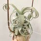 Tillandsia Streptophylla Giant x (Capit-Medusae Sonaran Snow x Chiapensis)