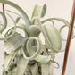 Tillandsia Streptophylla Giant x (Capit-Medusae Sonaran Snow x Chiapensis)