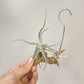 Tillandsia Streptocarpa