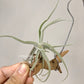 Tillandsia Streptocarpa