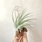 Tillandsia El Chapo