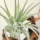Tillandsia El Chapo