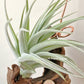Tillandsia El Chapo