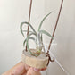 Tillandsia Klausii