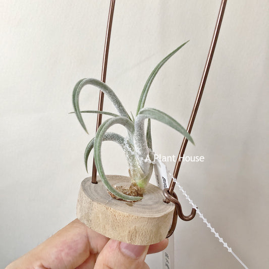 Tillandsia Klausii