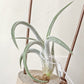 Tillandsia Klausii