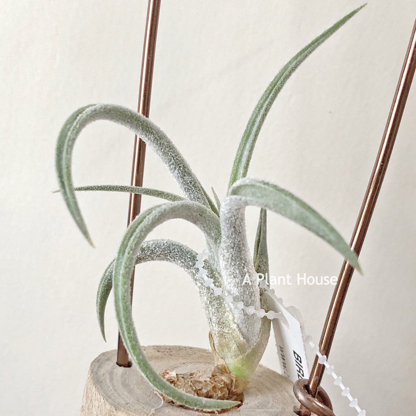 Tillandsia Klausii