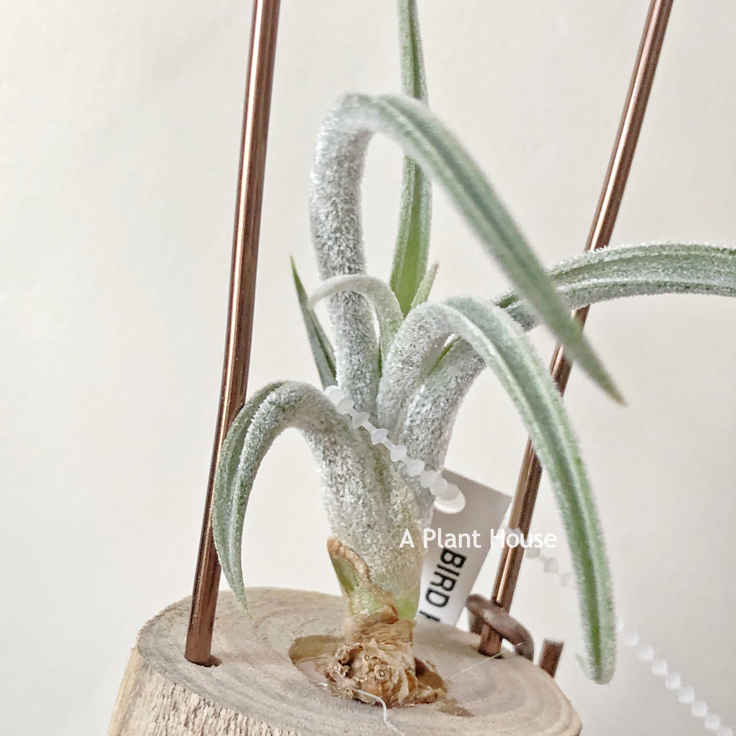 Tillandsia Klausii