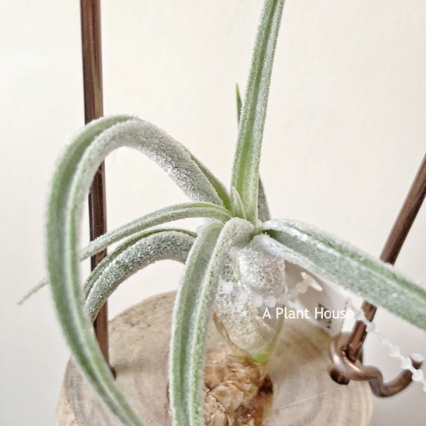 Tillandsia Klausii