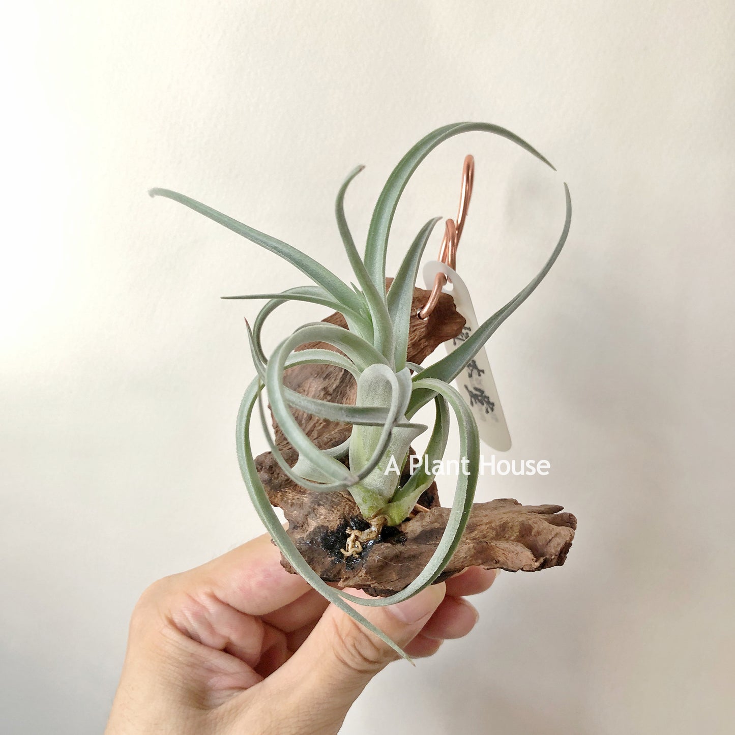 Tillandsia Micans Hybrid