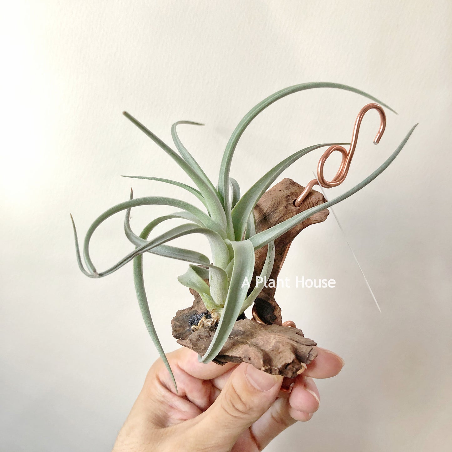 Tillandsia Micans Hybrid