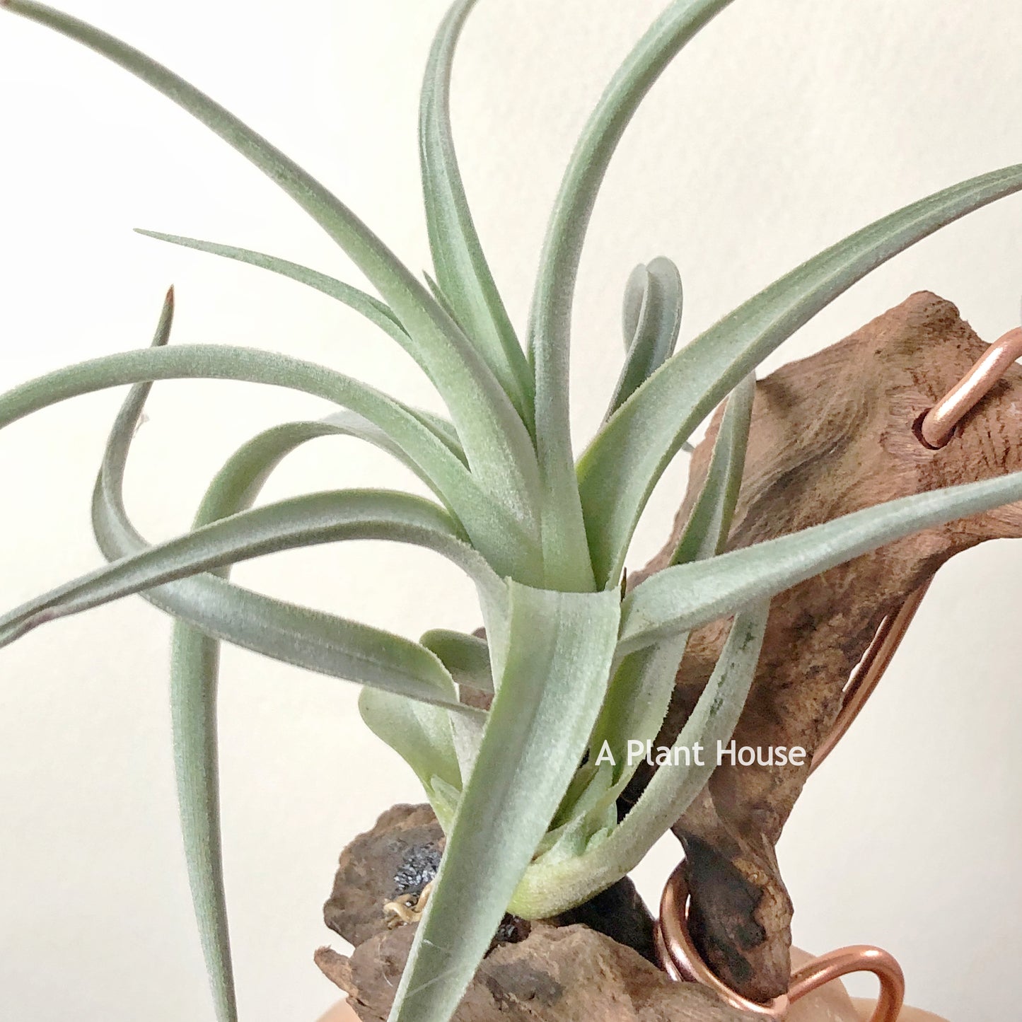 Tillandsia Micans Hybrid