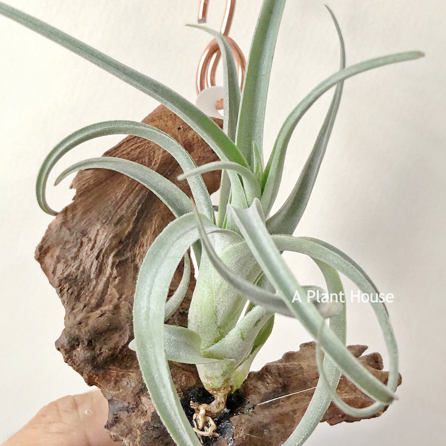 Tillandsia Micans Hybrid