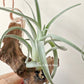Tillandsia Micans Hybrid