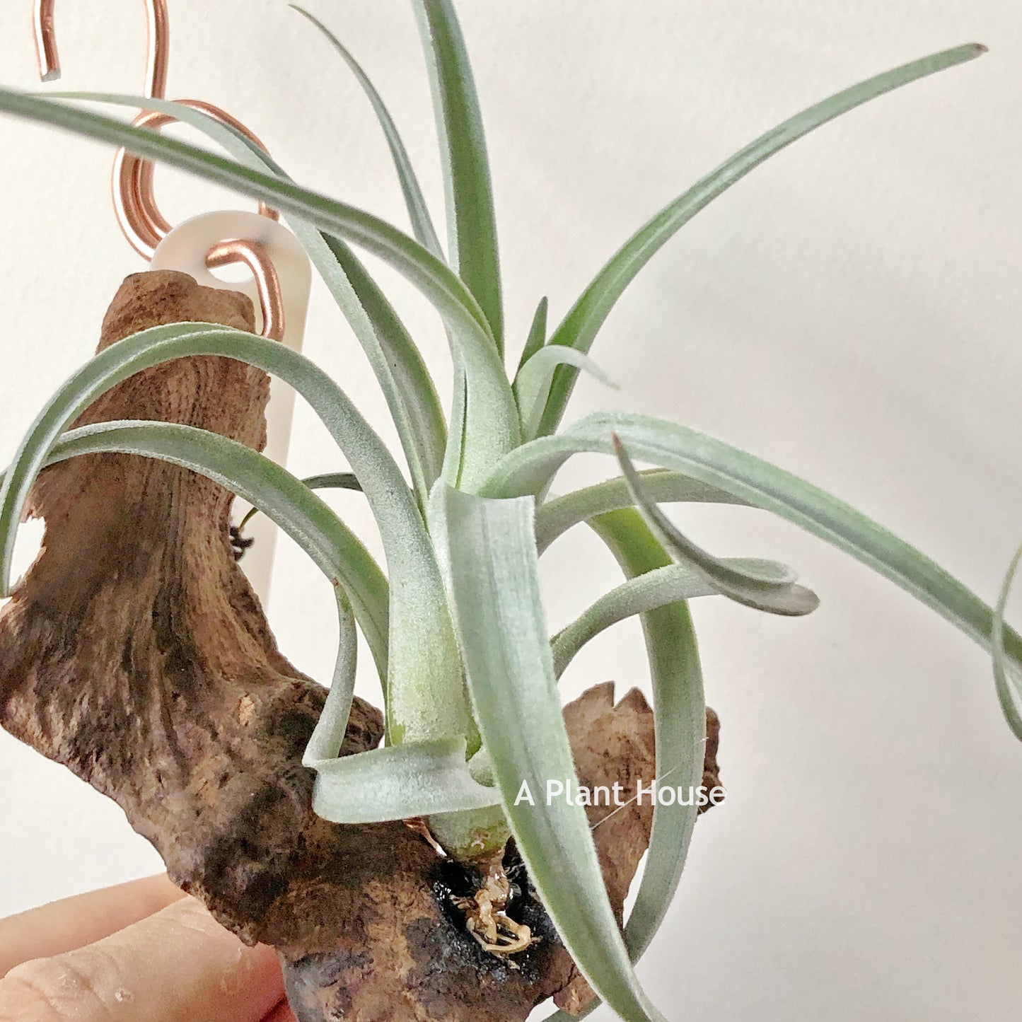 Tillandsia Micans Hybrid