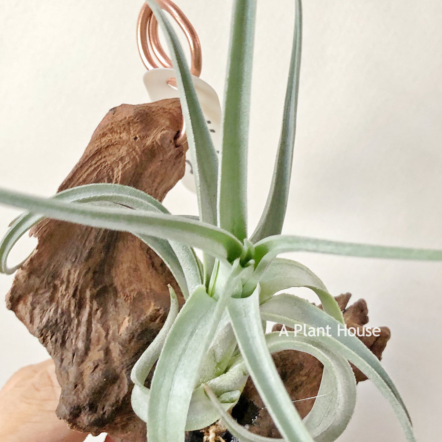 Tillandsia Micans Hybrid