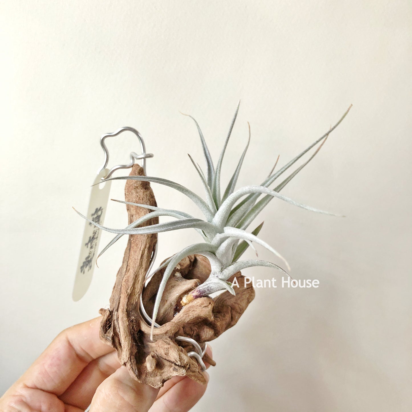 Tillandsia Albida Dwarf Form