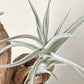Tillandsia Albida Dwarf Form