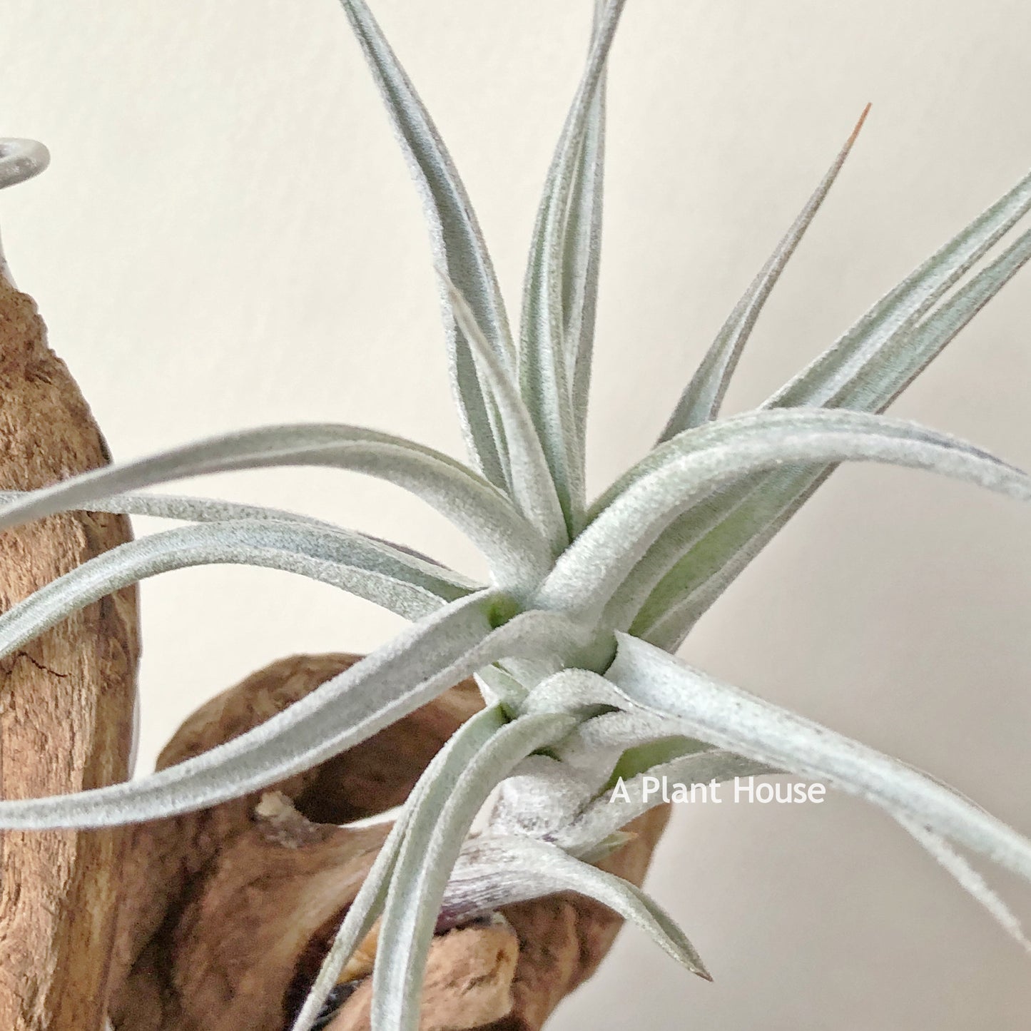 Tillandsia Albida Dwarf Form