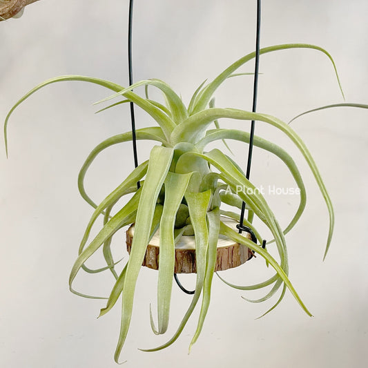 Tillandsia Streptophylla Guatemala