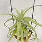 Tillandsia Streptophylla Guatemala
