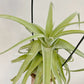 Tillandsia Streptophylla Guatemala