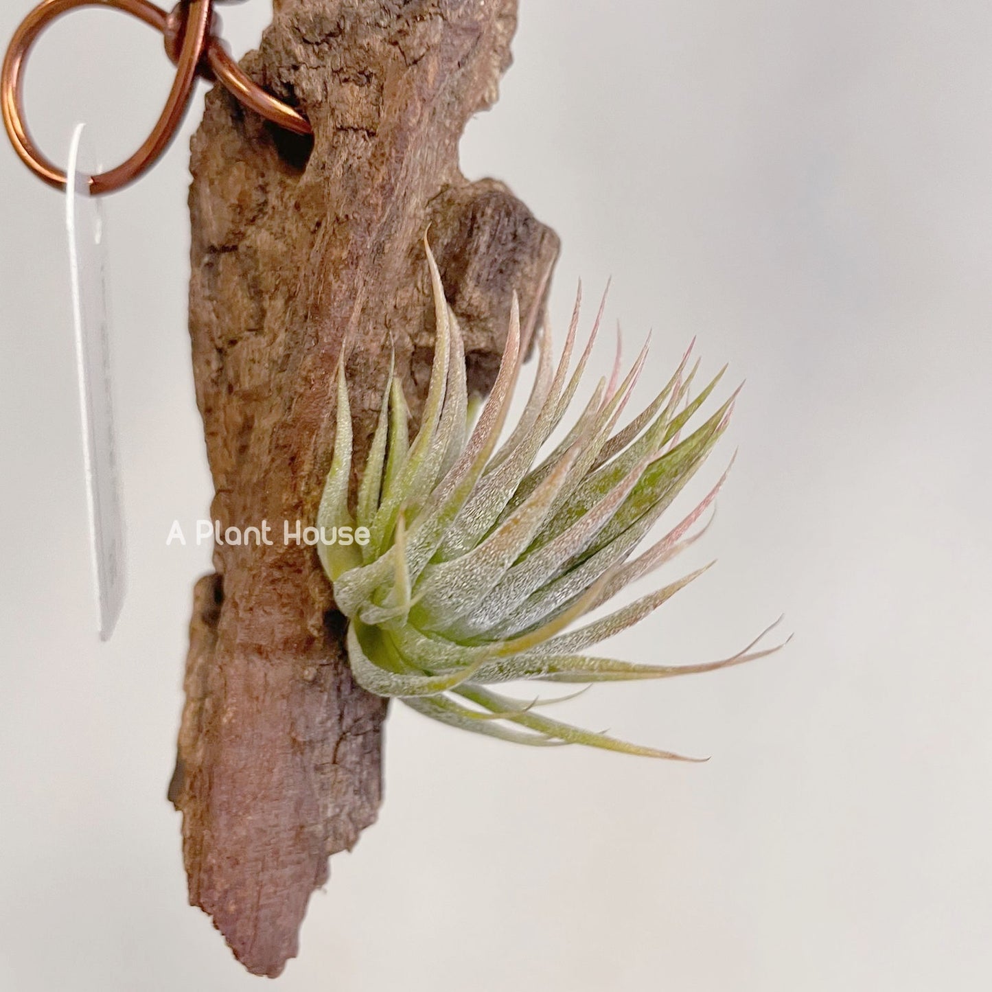 Tillandsia Ionantha Peanut