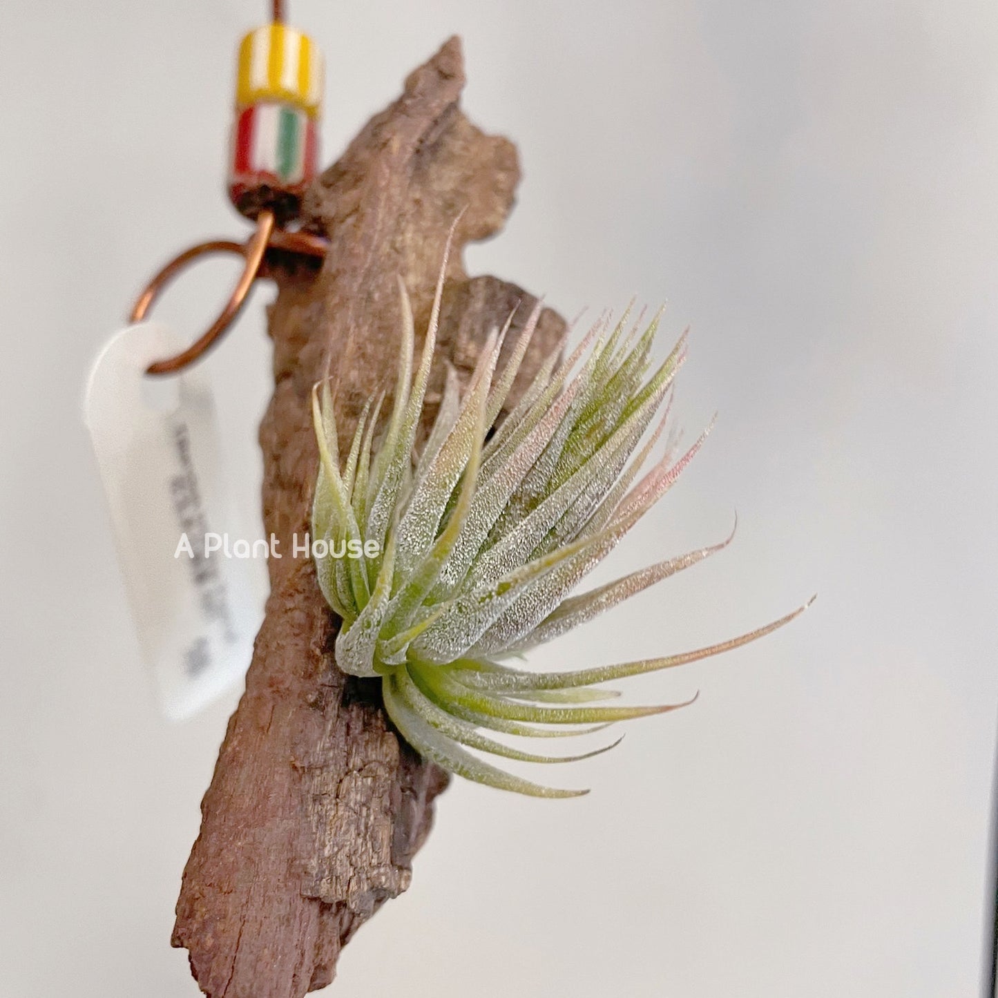 Tillandsia Ionantha Peanut