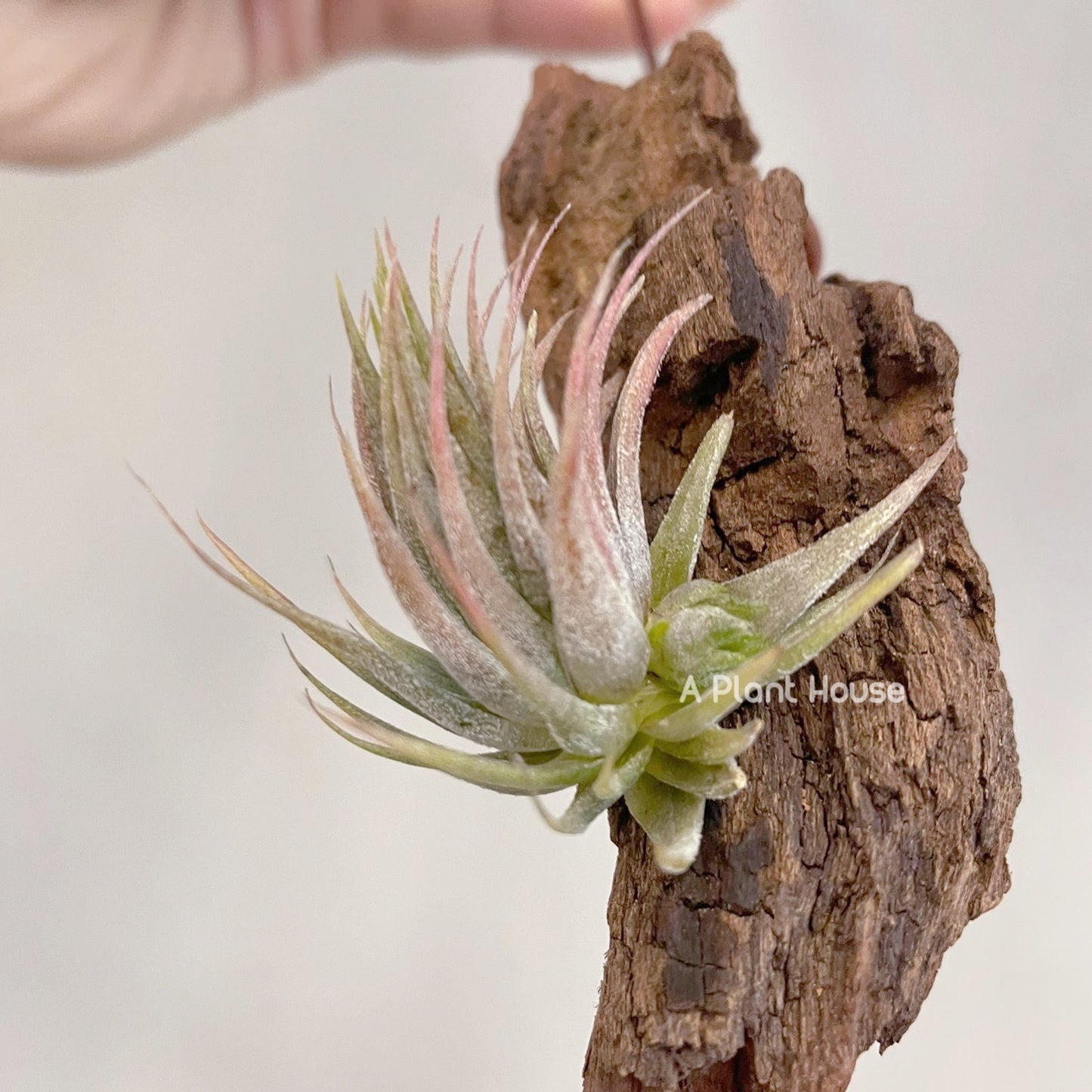 Tillandsia Ionantha Peanut