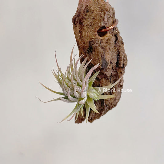 Tillandsia Ionantha Peanut