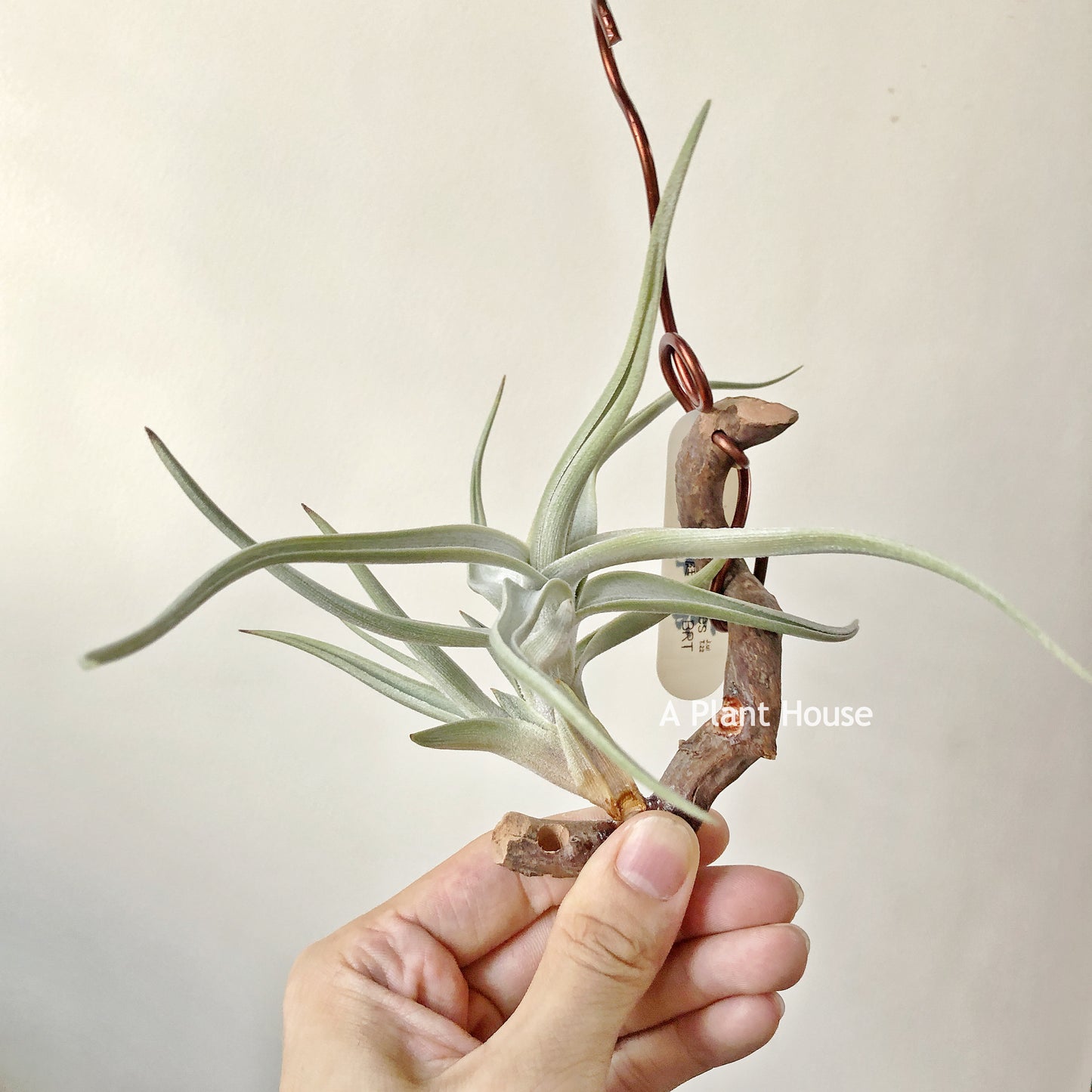 Tillandsia Xiphioides