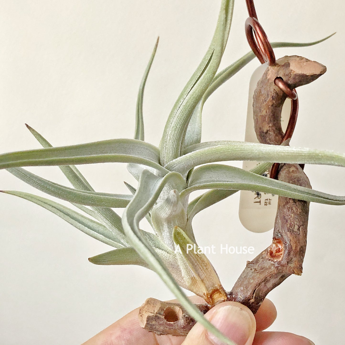 Tillandsia Xiphioides