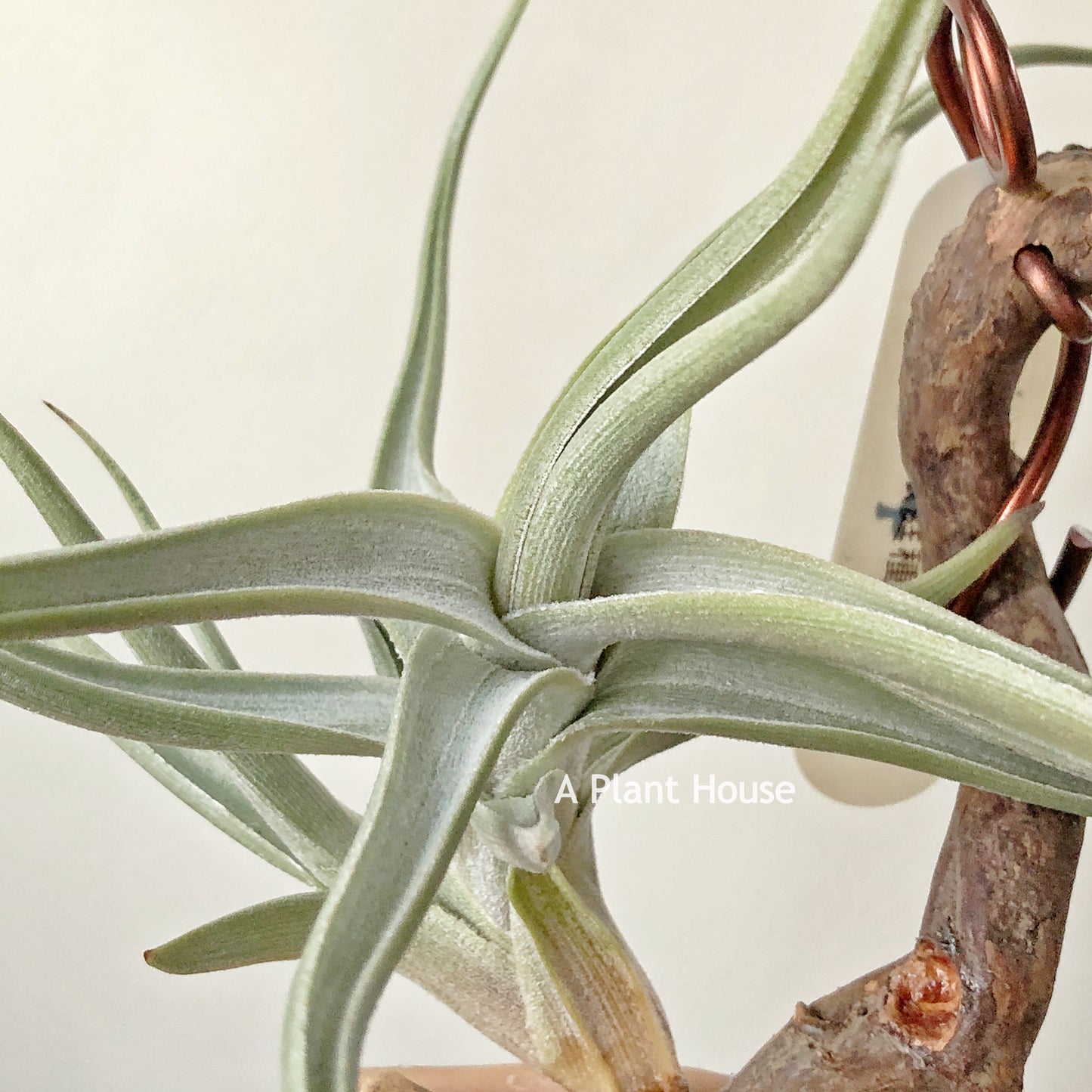 Tillandsia Xiphioides