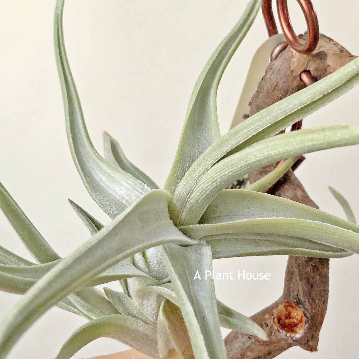 Tillandsia Xiphioides